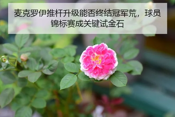 麦克罗伊推杆升级能否终结冠军荒，球员锦标赛成关键试金石